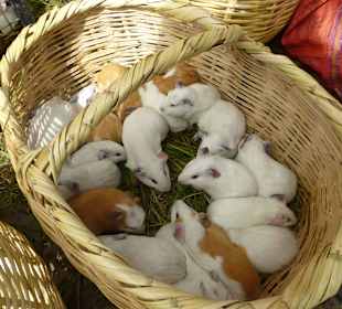 Tierhandel auf dem Markt