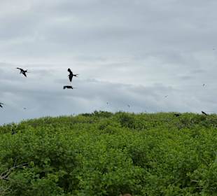 Viele Vögel auf Isla Lobos