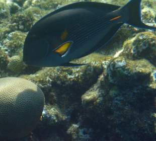 Doktorfisch am Hausriff