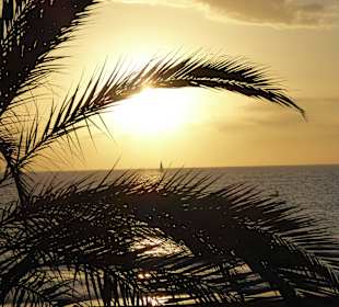 Sonnenuntergang zwischen Palmen