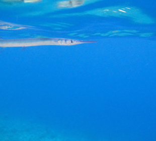 Rotmeer-Hornhecht am Hausriff