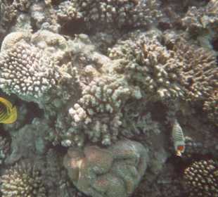 Hausriff des Hotels Fort Arabesque