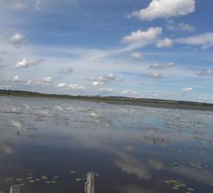 Federseesteg Bad Buchau