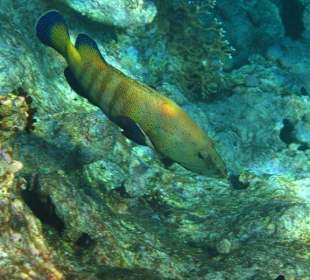 Hausriff (Dreams Beach Resort)