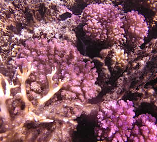 Schnorcheln Marsa Alam