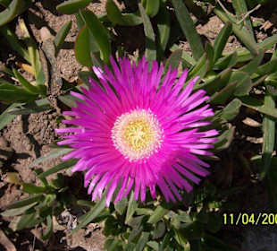 Blume am Strand von Side in Side