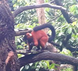 Singapur Zoo