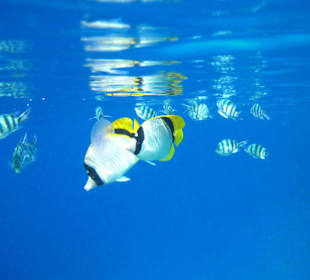 Begegnungen am Hausriff Hotel Melia Sinai