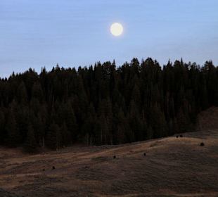 Vollmond über Bisonweide