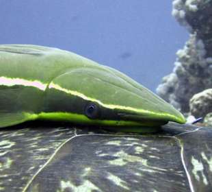 Remora auf Schildkröte