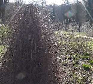 Botanischer Garten - Rombergpark