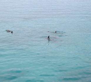 Schiffsausflug Delfine