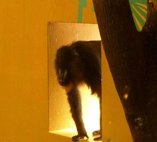 Mandrill schaut mal rein