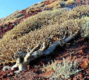 Pflanzenbewuchs auf dem Monte rojo (Vulkan) Strand