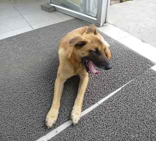 Einen Wachhund gibt es auch auf der Bergsstation