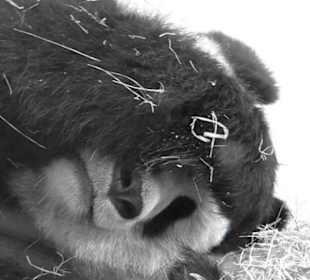 Panda beim Mittagsschlaf