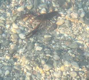 Strand Manerba del Garda