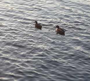  Donauinsel im Februar