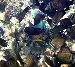 Ein Schwarm unterschiedlicher Fische