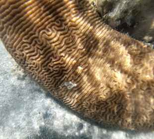 Schnorcheln Hurghada