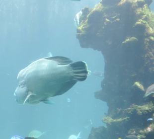 Im Aquarium unterwegs