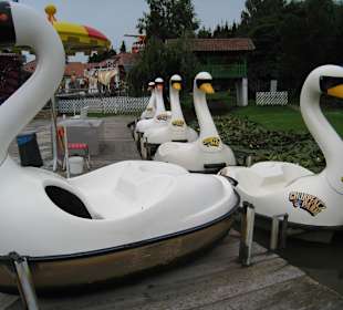 Schwäne