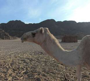Ausflug in die Wüste