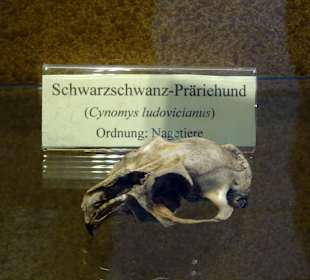 Arche Tierschädelsammlung