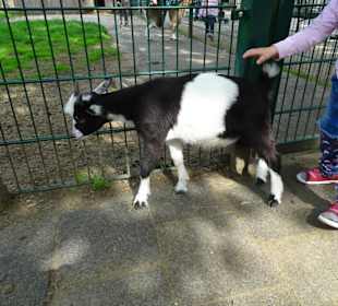 Zwergziegen im Streichelzoo