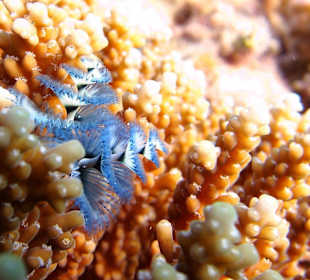 Weihnachtsbaumwürmchen