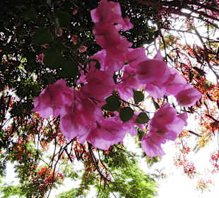 Oasispark - Kakteengarten - Juli 2015