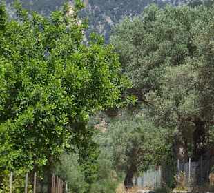 Der Weg von Can Picafort nach Alfabia