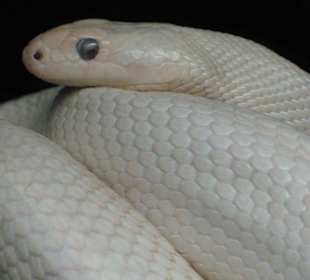 Rattlesnake Museum in Albuquerque