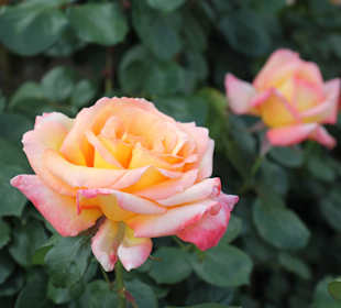 Mission Santa Barbara