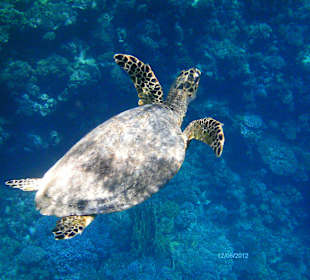 Man muss schon Geduld haben