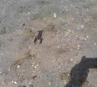 Krebs am Strand im See