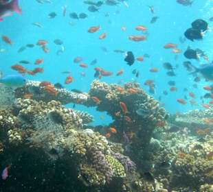 Мягкие кораллы Фиджи.