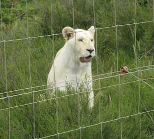 Weiße Löwen (Jeepsafari)