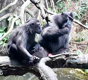 Singapur Zoo