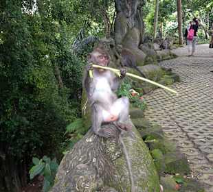 Affenwald Ausflug mit Ady