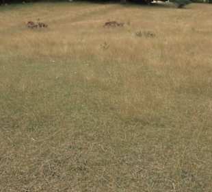 Wildgehege Holzelfingen