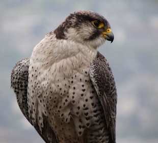 Greifvogelschau auf Schloss Tirol