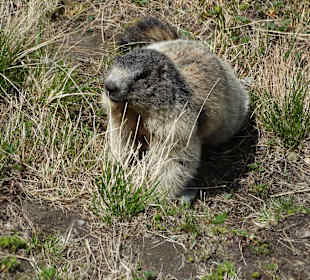 Großglockner Hochalpenstrasse
