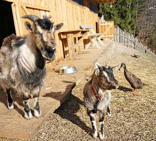 Wöchentlicher Ausflug zum Gut Ebnerbichl