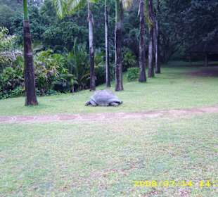 Schildkröte im Hallerpark
