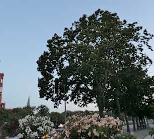 Blick von Lieschen Mueller zum Park am Fernsehturm