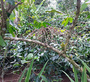 Muwak Kaffeebaum