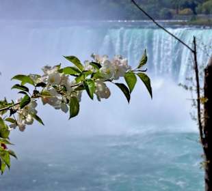 Horseshoe Falls
