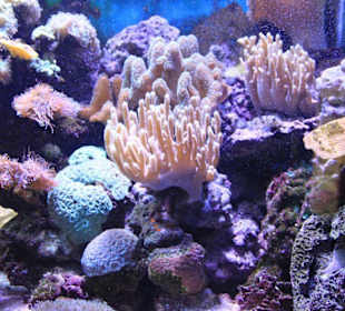 Aquarium im Park