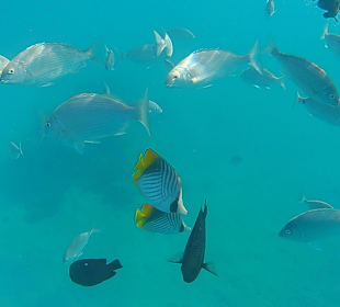 Schnorcheln Hurghada